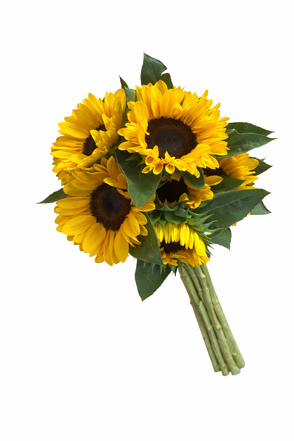 Girasol