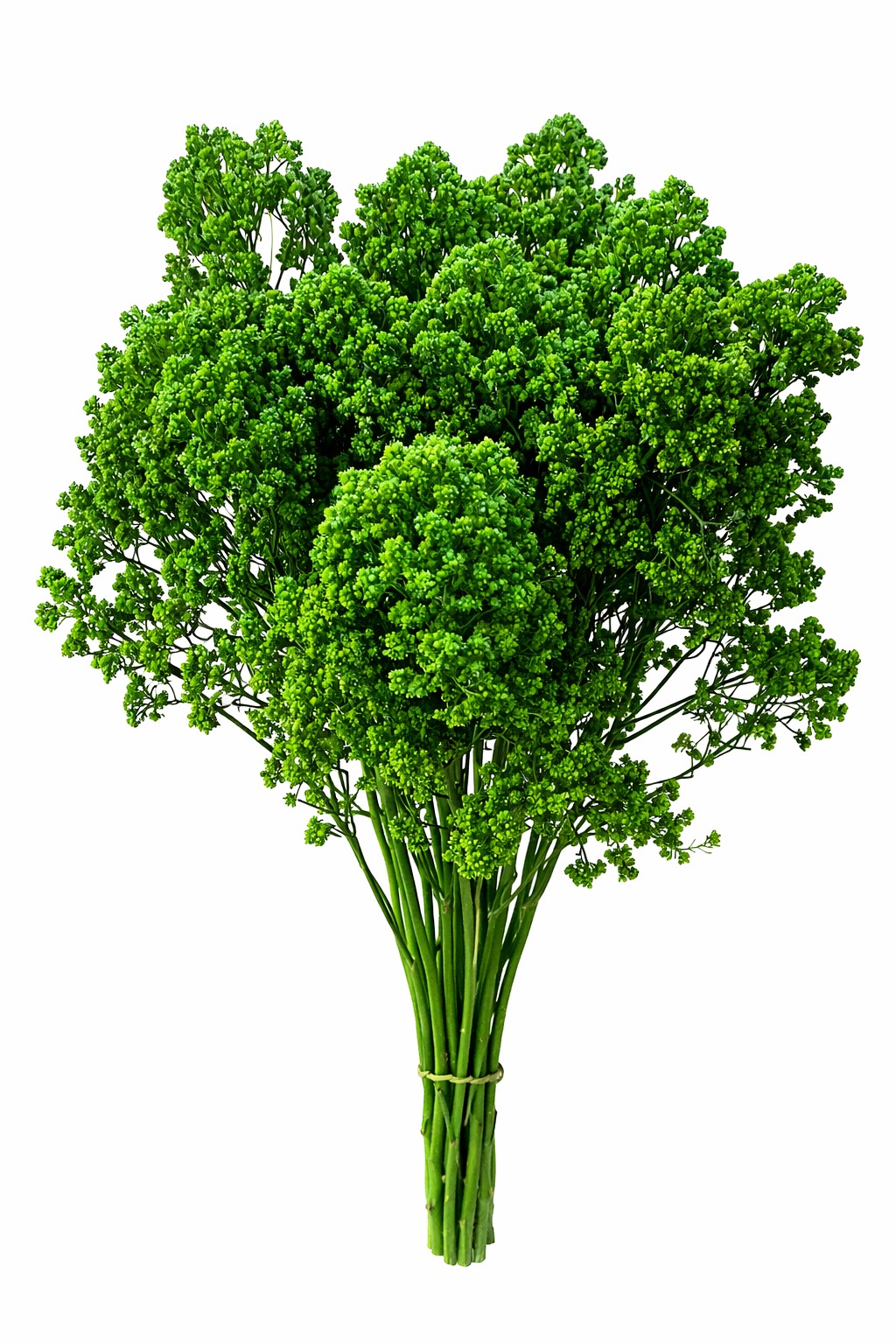 Trachelium Jade