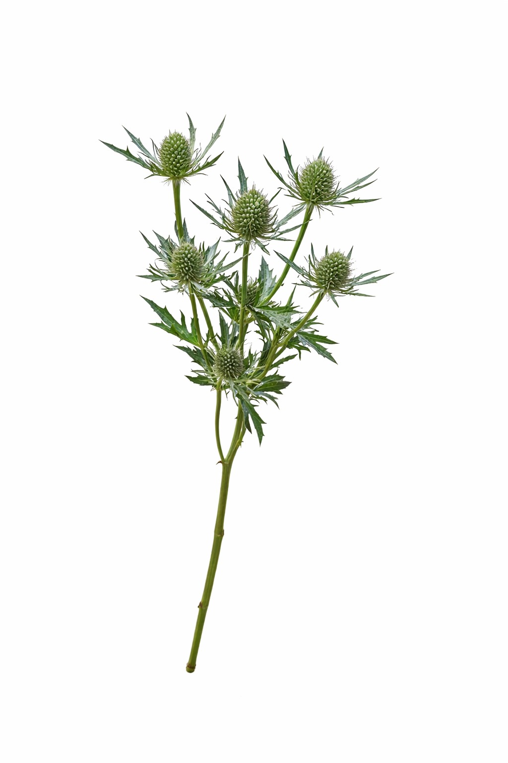 Eryngium Silver - Imagen 2