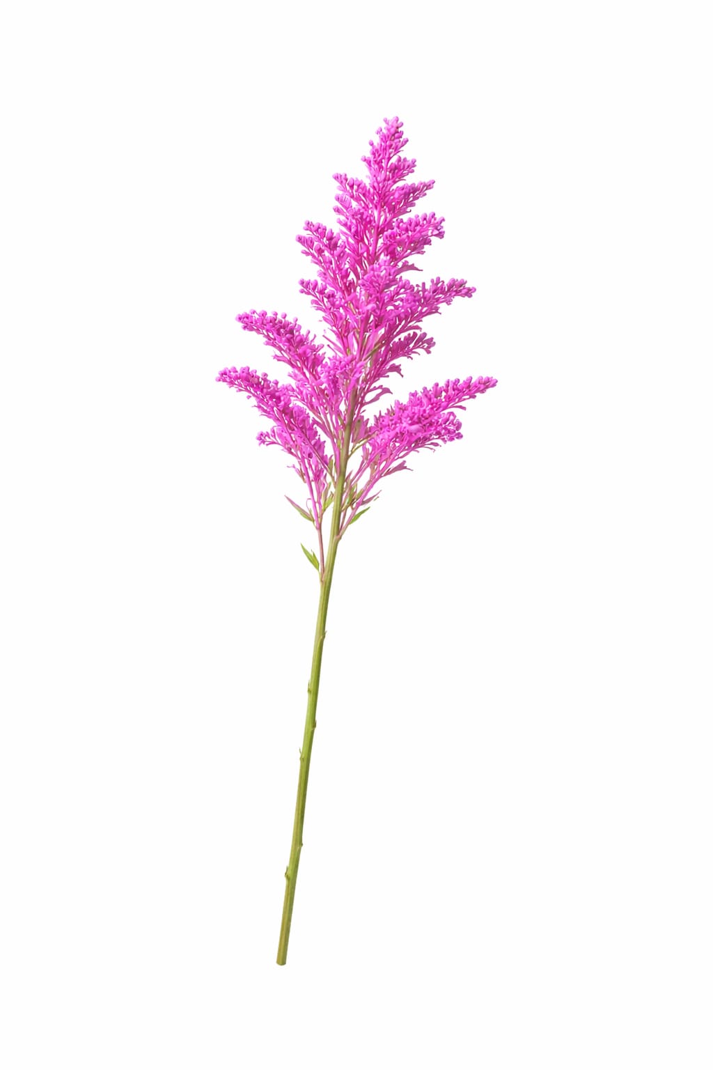 Solidago Tinturado Rosado - Imagen 2