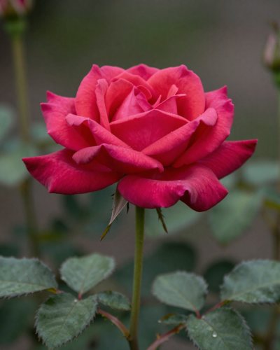 freepik__rosa-roja-de-perfil-tallo-con-espinas-visibles-con__22526