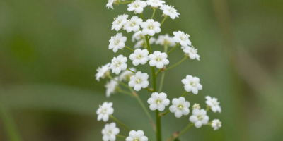 freepik__una-gypsophila-flores-blancas-joven-de-perfil-tall__86442