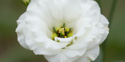freepik__una-lisianthus-blanca-joven-de-perfil-tallo-verde-__86441